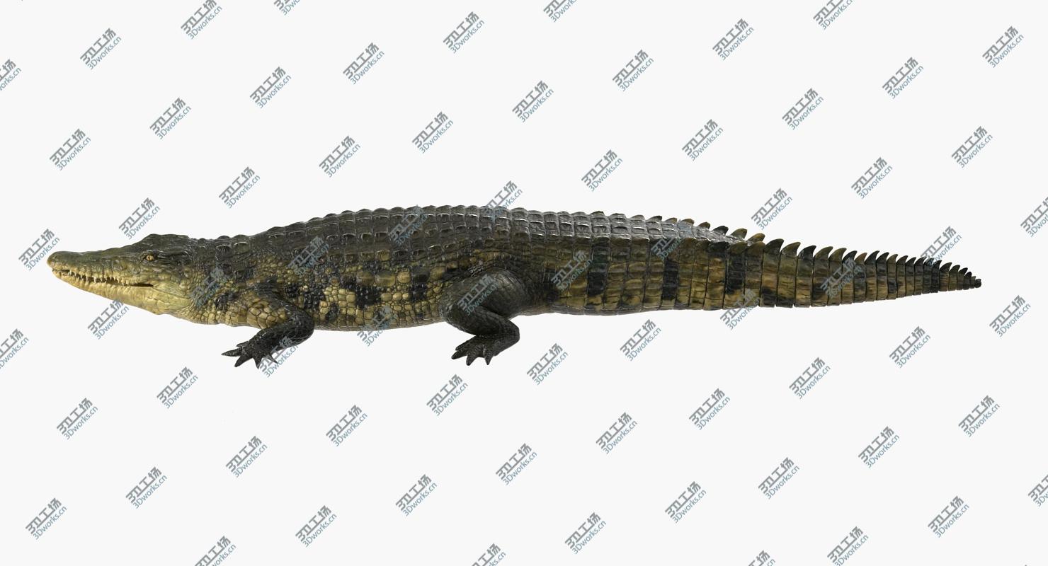 images/goods_img/202104092/Crocodile Walking/3.jpg